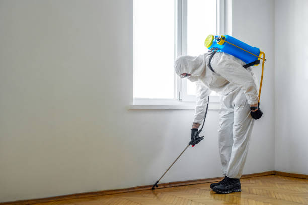 Best Flea Control Services  in Isla Vista, CA