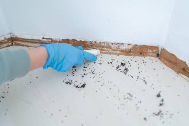 Best Residential Pest Control  in Isla Vista, CA